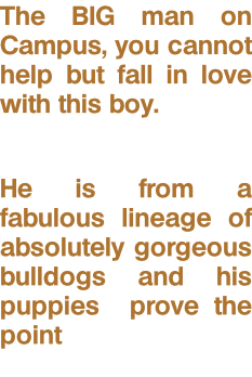 The BIG man on Campus, you cannot help but fall in love with this boy.  He is from a fabulous lineage of absolutely gorgeous bulldogs and his puppies  prove the point