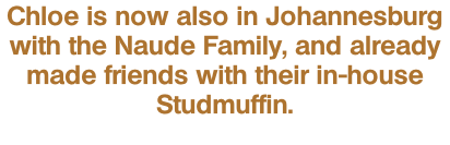 Chloe is now also in Johannesburg with the Naude Family, and already made friends with their in-house Studmuffin.