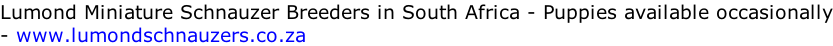 Lumond Miniature Schnauzer Breeders in South Africa - Puppies available occasionally - www.lumondschnauzers.co.za