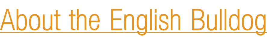 About the English Bulldog