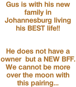 Gus is with his new family in Johannesburg living his BEST life!!  He does not have a owner  but a NEW BFF. We cannot be more over the moon with this pairing…